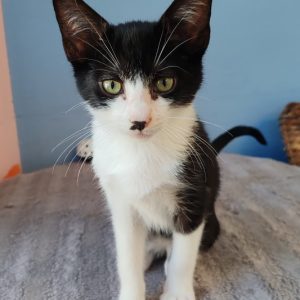 Stella