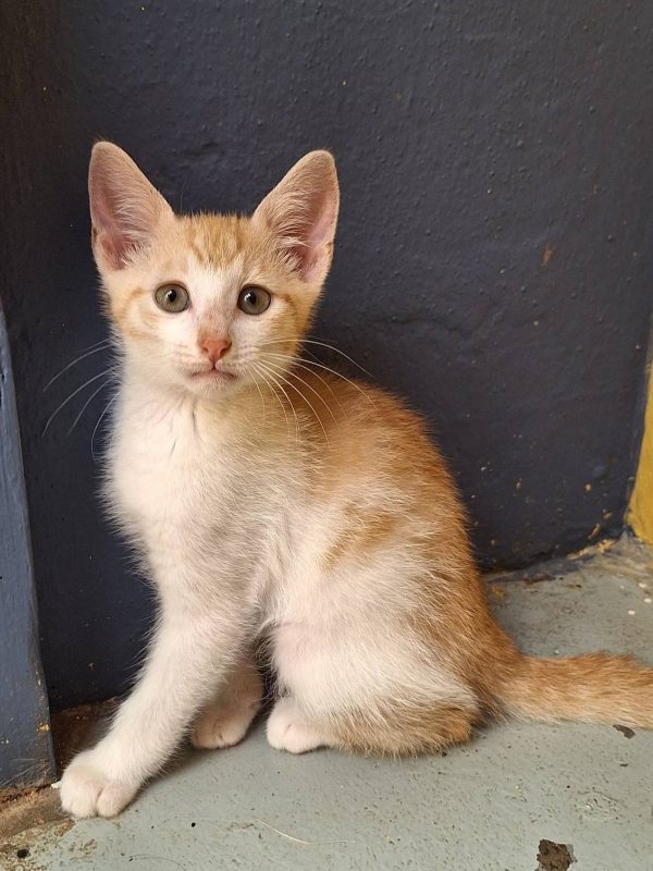 626016386_1322368753265086_2360235420227426969_n