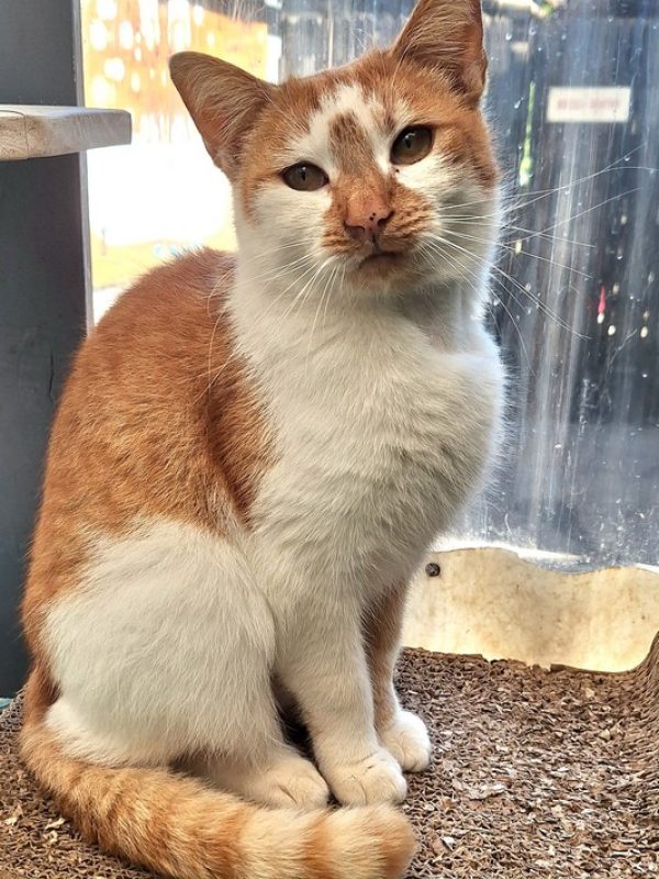 Copper