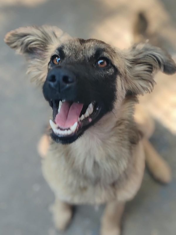 Hyena