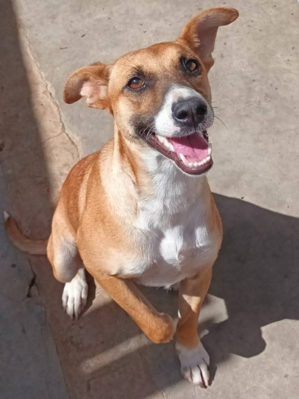 Nala